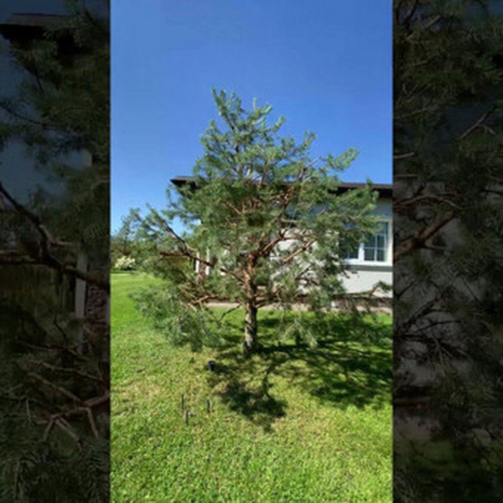 Pušies augimo krypties formavimas